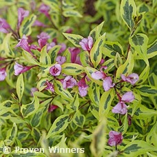 WEIGELA FLO BUBBLY WINE