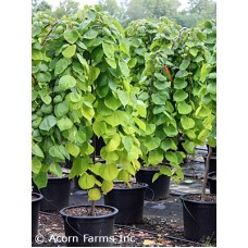CERCIS CAN GOLDEN FALLS