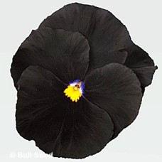 PANSY BLACK