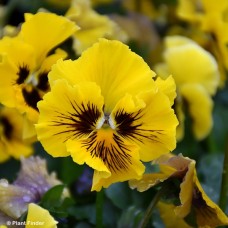 PANSY FRIZZLE SIZZLE YELLOW