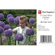 ALLIUM GLADIATOR