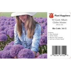 ALLIUM GLOBE MASTER