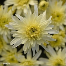 CHRYSANTHEMUM CAROUSEL WHITE