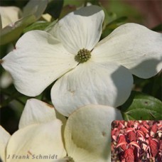 CORNUS RUT CELESTIAL