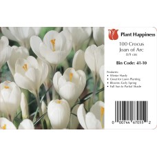 CROCUS JOAN OF ARC