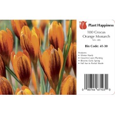 CROCUS ORANGE MONARCH