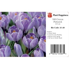 CROCUS PICKWICK