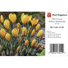 CROCUS YELLOW MAMMOTH