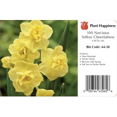 DAFFODIL DOUBLE CHEERFULNESS