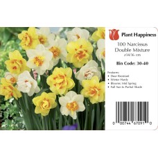 DAFFODIL DOUBLE MIX