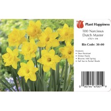 DAFFODIL DUTCH MASTER