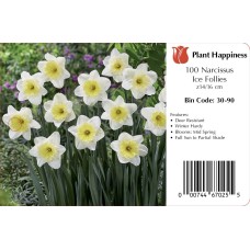 DAFFODIL ICE FOLLIES