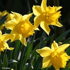 DAFFODIL NATURALIZING MIX