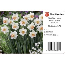 DAFFODIL PINK CHARM
