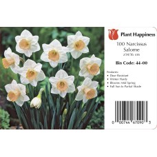 DAFFODIL SALOME
