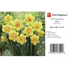 DAFFODIL TAHITI