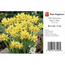 DAFFODIL TETE A TETE