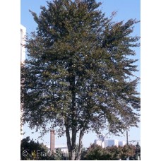 FAGUS SYLVATICA