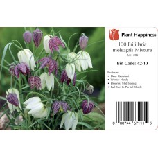 FRITILLARIA MIX