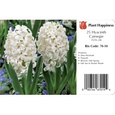 HYACINTH CARNEGIE WHITE