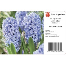 HYACINTH DELFT BLUE