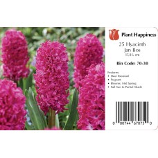 HYACINTH JAN BOS