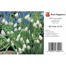 LEUCOJUM GIANT SNOWDROP