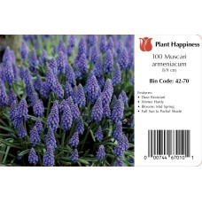 MUSCARI ARMENIACUM