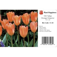 TULIP ORANGE EMPEROR