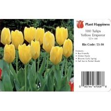 TULIP YELLOW EMPEROR