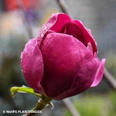 MAGNOLIA BLACK TULIP