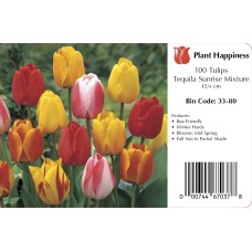 TULIP TEQUILA SUNRISE MIX