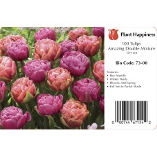 TULIP AMAZING DOUBLE MIX