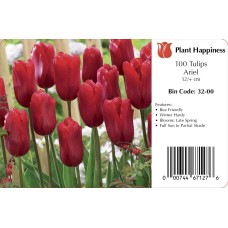 TULIP ARIEL