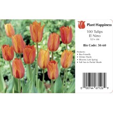 TULIP EL NINO