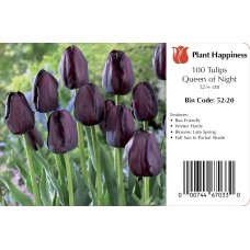 TULIP QUEEN OF NIGHT