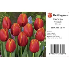 TULIP VERANDI