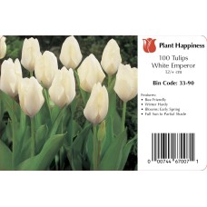 TULIP WHITE EMPEROR