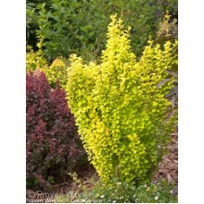 BERBERIS THU GOLD PILLAR