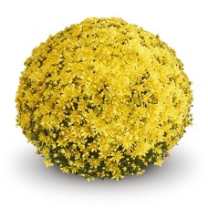 DENDRANTHEMA MAGNUS YELLOW