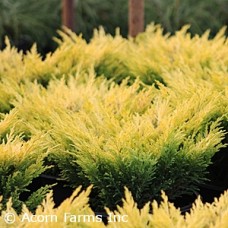 JUNIPERUS HOR LIMEGLOW
