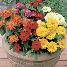 ZINNIA SHORT STUFF MIX