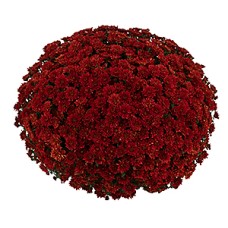 CHRYSANTHEMUM MELODY BRONZE