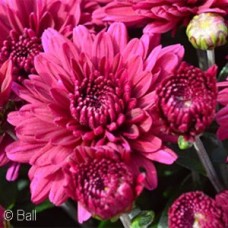 CHRYSANTHEMUM PLUMBERRY PURPLE