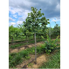 CERCIS CAN APPALACHIAN RED