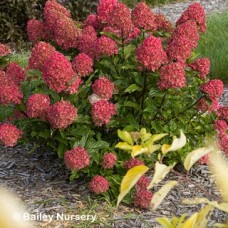 HYDRANGEA PAN SPRING SIZZLE