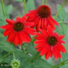 ECHINACEA SALSA RED ECHINACEA SALSA RED