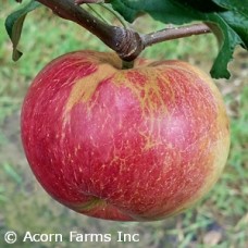 MALUS WEALTHY