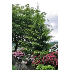 PICEA ORI AUREOSPICATA