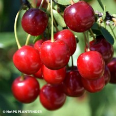 PRUNUS JULIET
